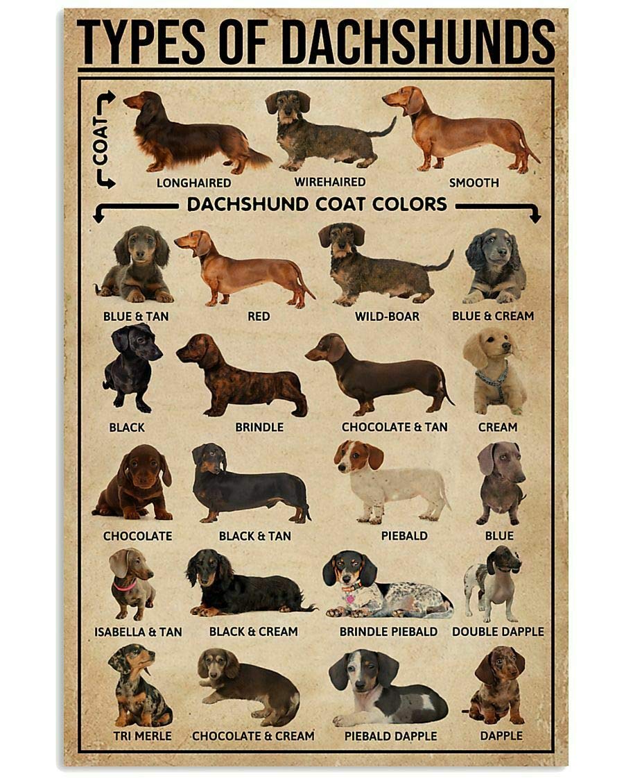 HOUVSSEN Types of Dachshunds Poster Knowledge Wall Décor Art Gift for Dog Lover Chart Metal Tin Sign School Metal Tin Signs 8x12 Inch