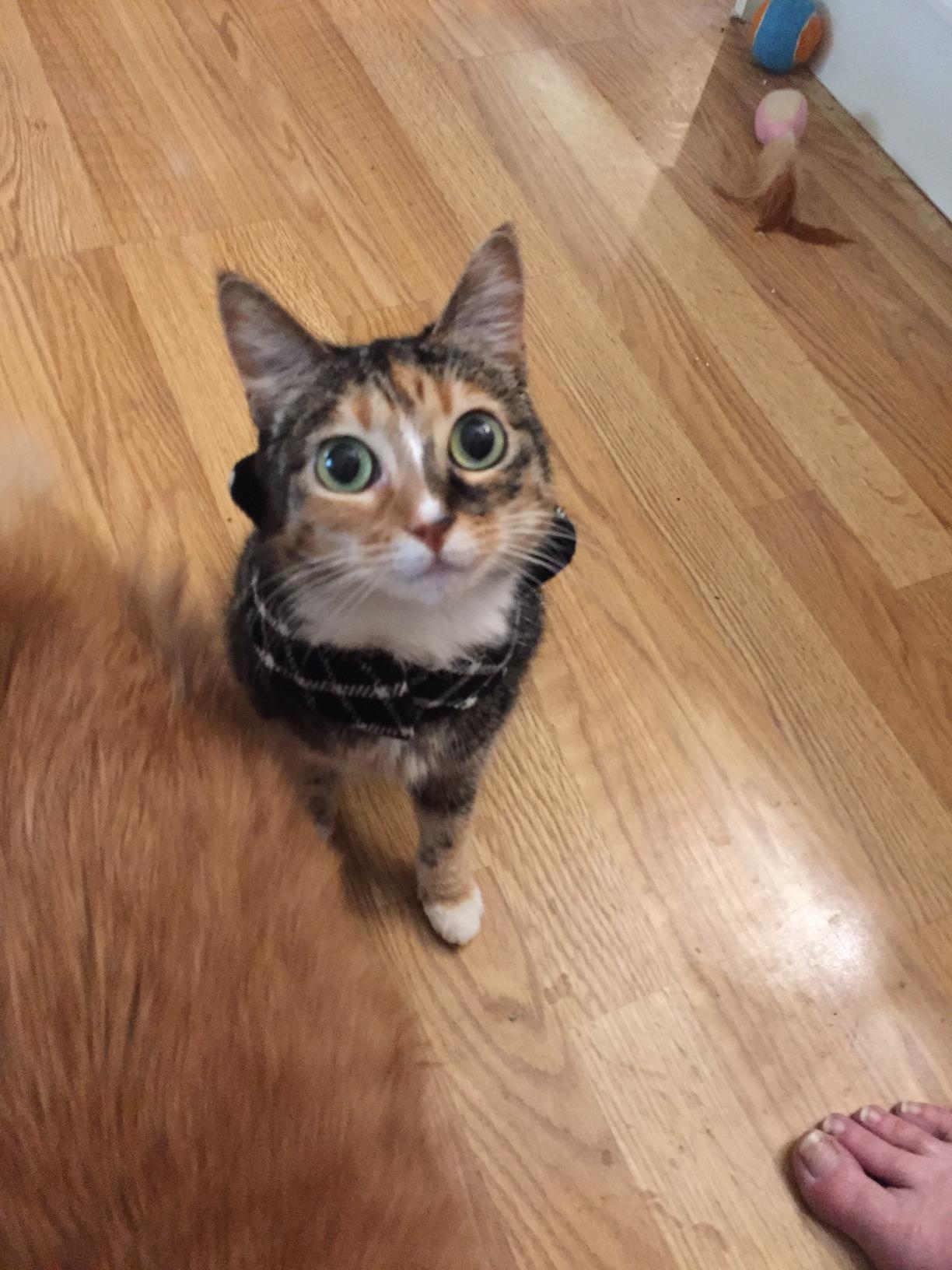 Fascism must look desirable to some