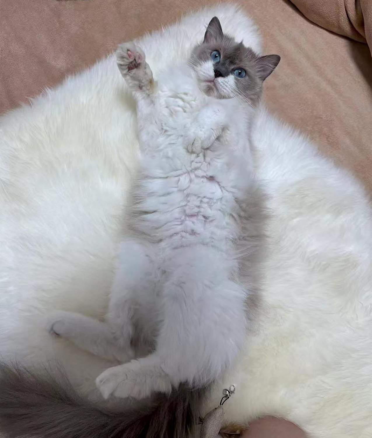 DPB Genuine Sheepskin Area Rug, 100% New Zealand Genuine Natural Luxury Fluffy Lambskin Throw for Sofa Chair Seat Cove Living Room Bedroom (Lvory, 2x3Ft)