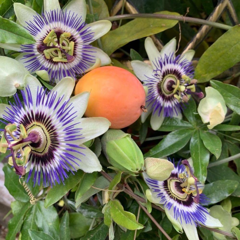 Passiflora Caerulea - Exotic Hardy Shrub with Edible Passion Fruits, Snow White Petals with Purple Filaments – 3X 2 Litre Potted Plant by Thompson & Morgan