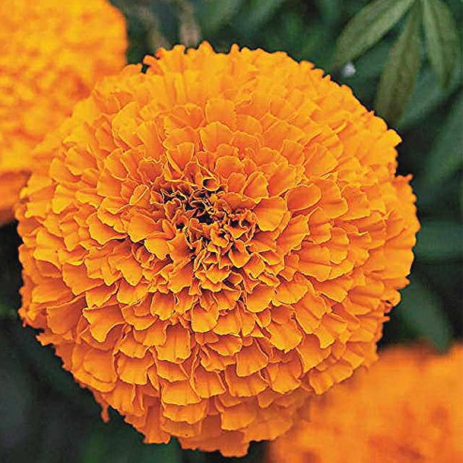 GREEN MAGICIAN | Orange marigold & Broken heart plant & 16 inch white pot free (B0CJ765XD6) Amazon Price History, Amazon Price Tracker