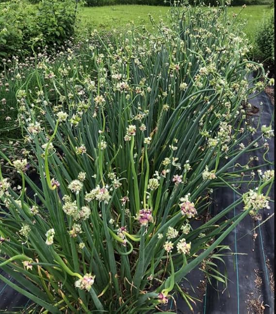 Egyptian Walking Onion Bulbs Walking Onion Egyptian Onion