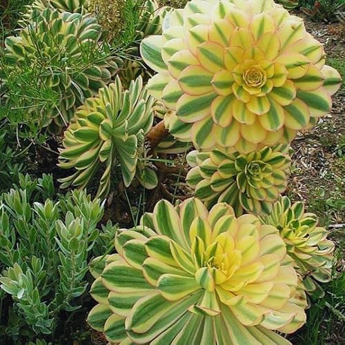 Aeonium Suculents Plant Live, planta de eonio amarillo, rosa, verde, planta de interior viva 4 inc, maceta fácil de plantar
