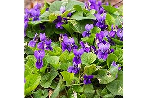 Vibrant Common Blue Violet Seeds for Your Garden