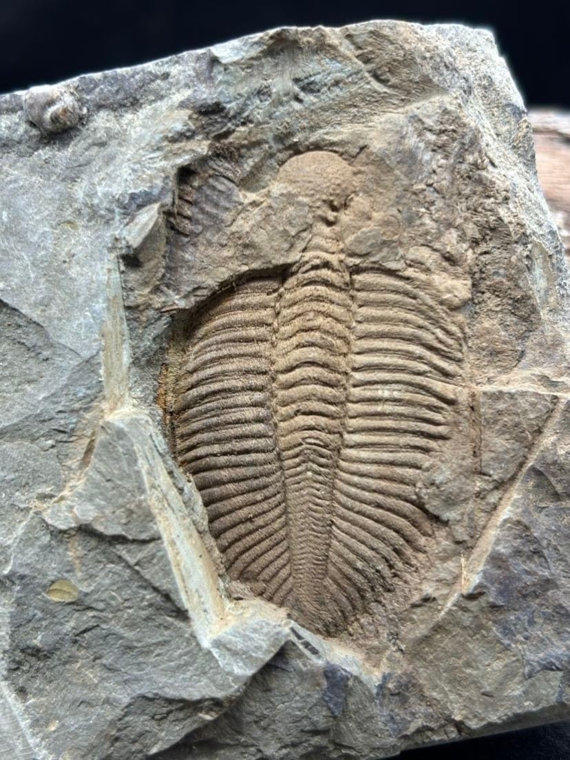 440 Million Year Old Silurian Coronocephalus Trilobite Fossil Specimen, Invertebrate, Single Piece