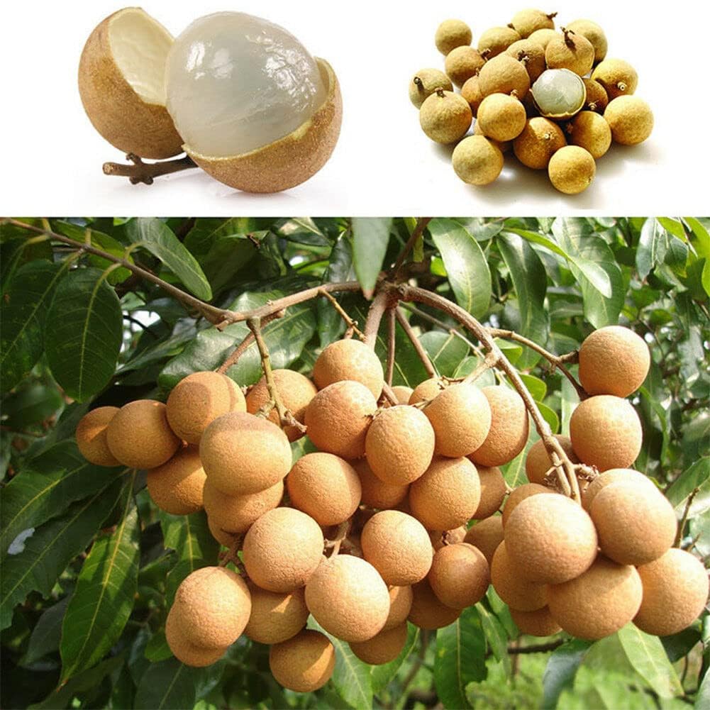 Matri Bhumi Dragon eye, Longan, Dimocarpus Longan(Ash Fol) fruit plant"Air Layered" Healthy Live Plant (Fruit After 1 Year) Pack of 1. (B0CCBXLKW8) Amazon Price History, Amazon Price Tracker