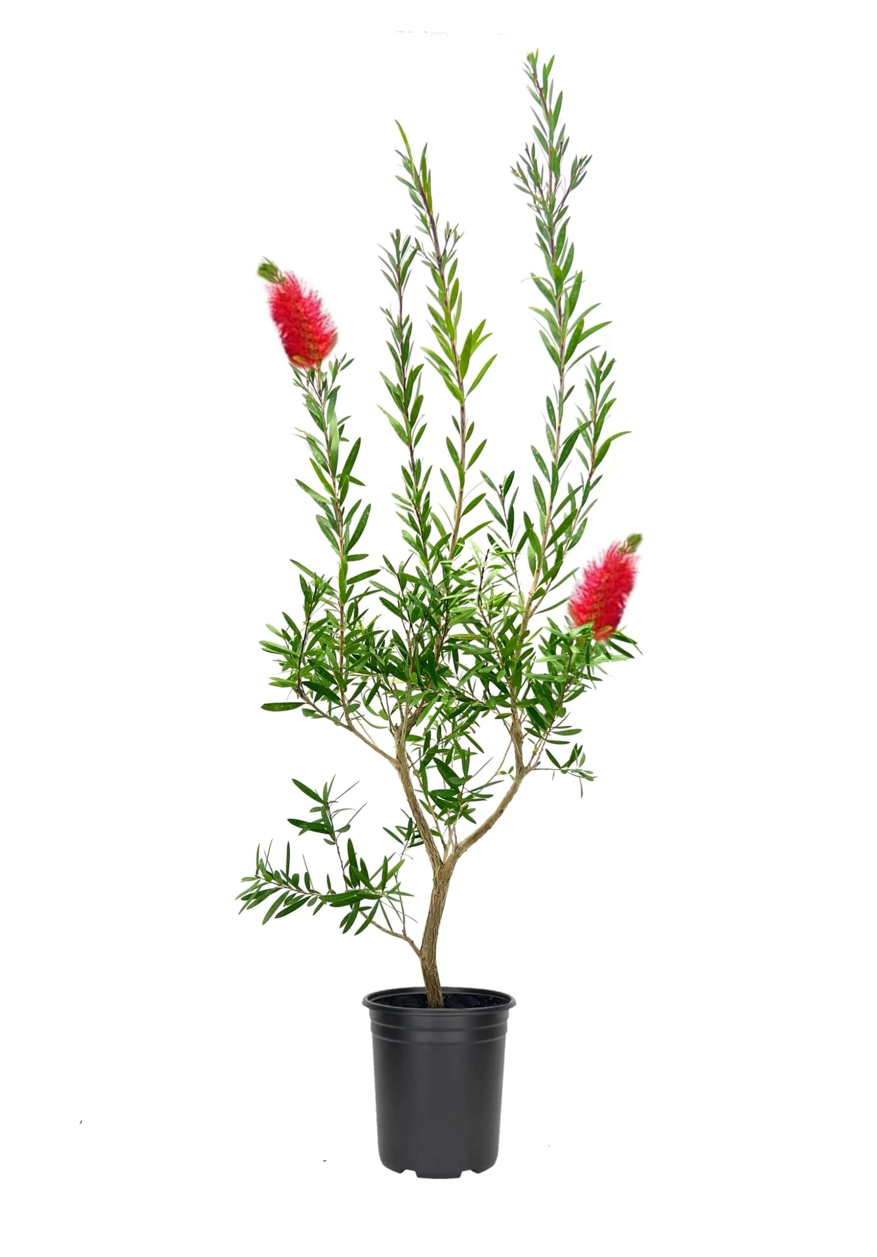 Bottlebrush Red Cluster