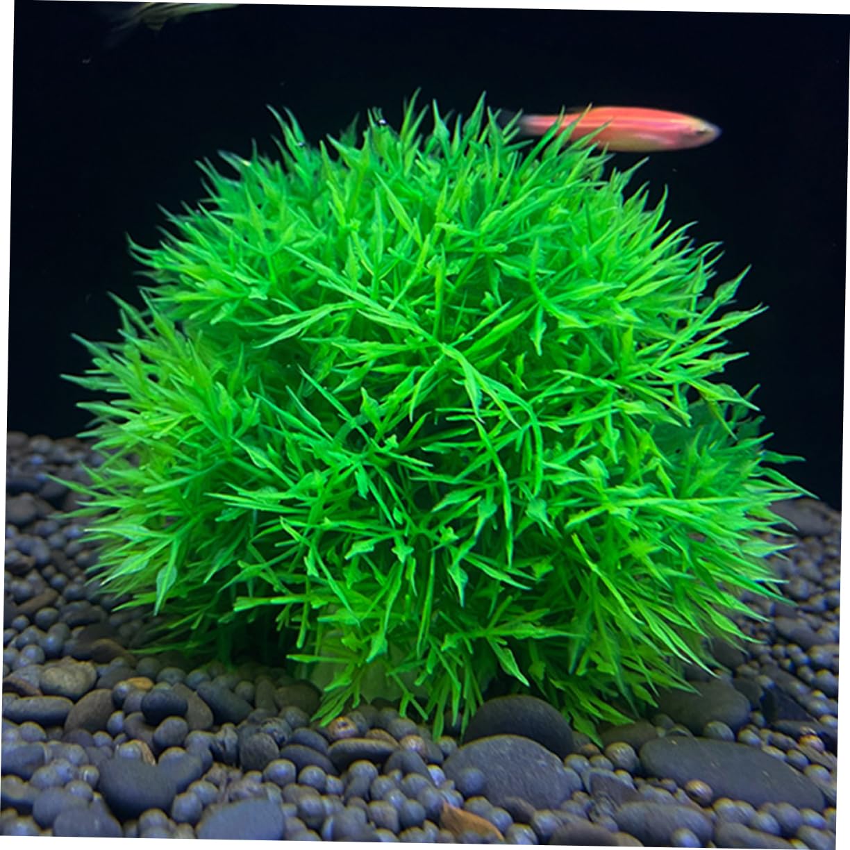 Kisangel 5 Sätze Aquarium-grasball Kühler Gefälschtes Aquarium-aquariumspielzeug Künstliche Aquarienpflanzen Teichschwimmpflanzen Zubehör Für Aquarien Aquarienkugeln Pp Green 4 Stücke * 5