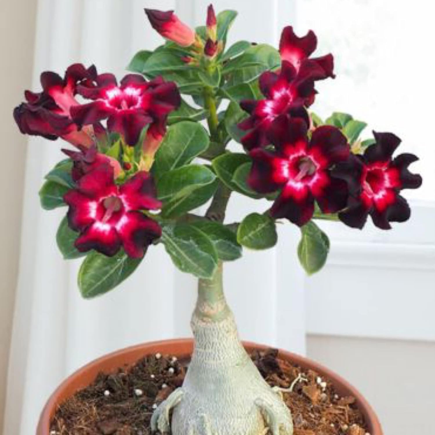 Guruji Plantation Adenium Bonsai Looking Plant Indoor or Outdoor Plant for Home and Garden with Pot Multicolor (Pack of 1) (B0D54DKF64) Amazon Price History, Amazon Price Tracker