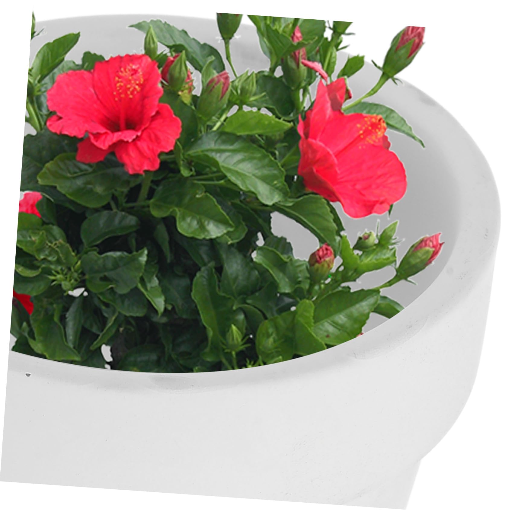 20 Pezzi Piccoli Vasi in Terracotta Bianca per Piante Grasse con Foro di Drenaggio Vaso Ceramico per Fiori Adatto a Progetti Scolastici e Bomboniere