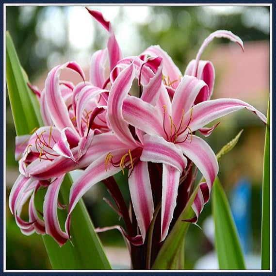 Amazon 原種ユリ 球根 高砂ユリ 鉢植えができます 花の花束全体に赤く落ちる壮大な多年草 ピンク 10 球根 花