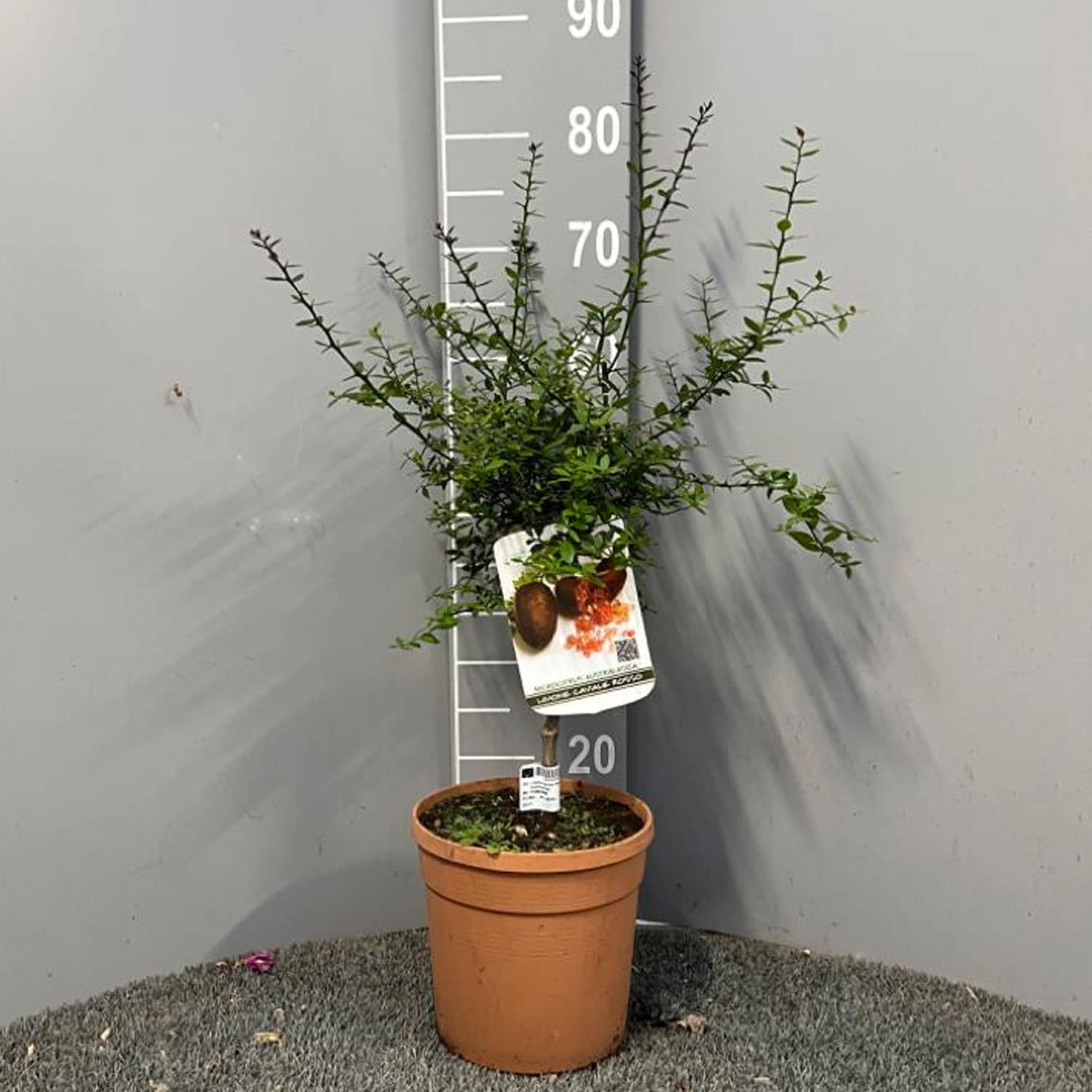 SAVINI VIVAI Pianta di Limone Caviale Rosso Albero di Agrumi Finger Lime Limone ad Alberello in Vaso 20 cm alta 50-70 cm 2 Anno di Innesto Made Italy