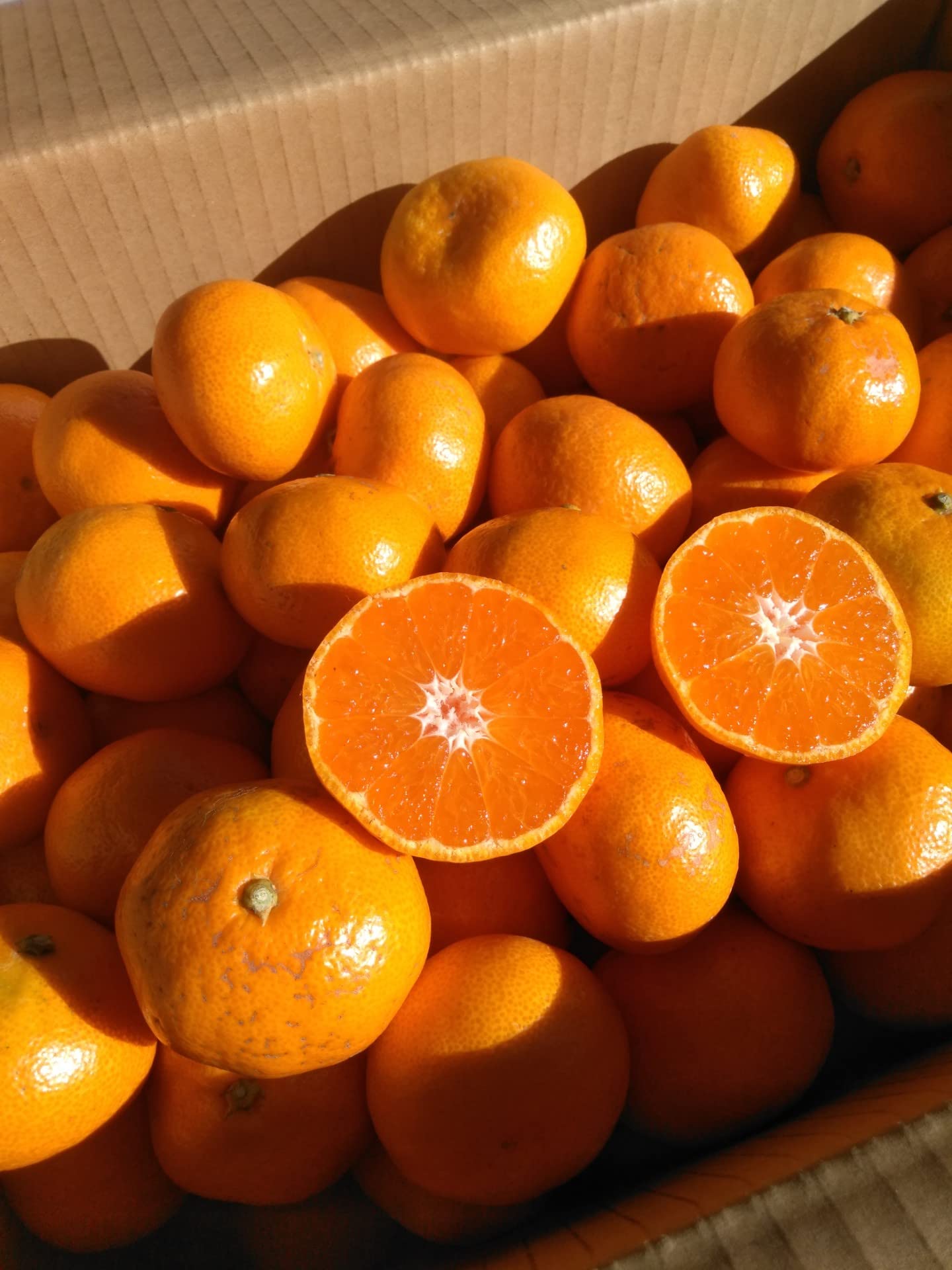 Amazon.co.jp: 山北みかん 小粒みかん2Sサイズ 10kg 家庭用 蜜柑