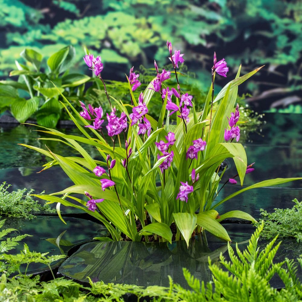 Bletilla striata | Hardy Ground Orchid with Fragrant Pink Flowers | Exotic Perennial for Borders, Bog Gardens & Containers | Easy to Grow 9cm x3 by Thompson & Morgan