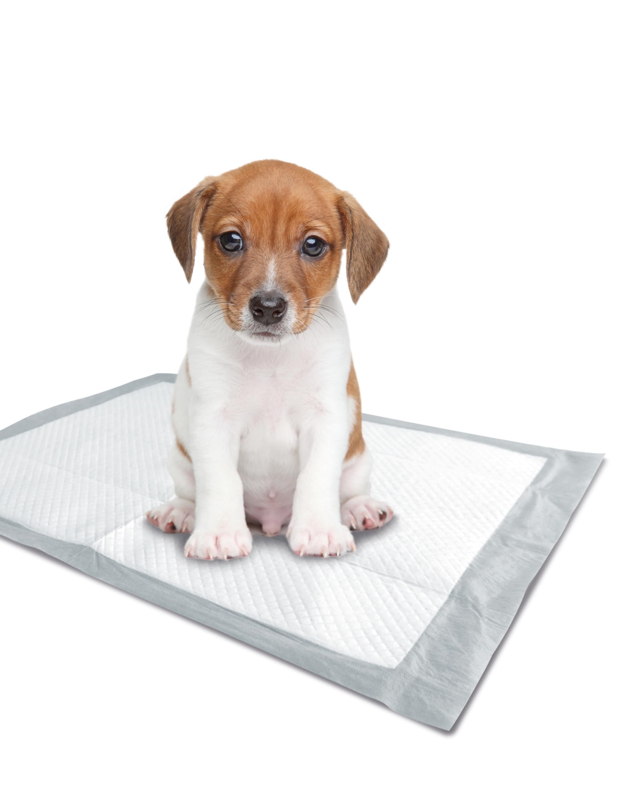M-Pets - 100 Alfombrillas higiénicas para Perros, 60 x 60 cm