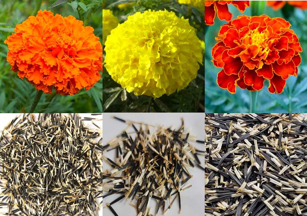 MATABE Hybrid Marigold Flower Seeds - 3 Variety of Combo Pack Orange, Yellow & French African Inca F1 Mix Colours Gedha Phool Seed for Home Gardening (B0CSXJ5QLB) Amazon Price History, Amazon Price Tracker
