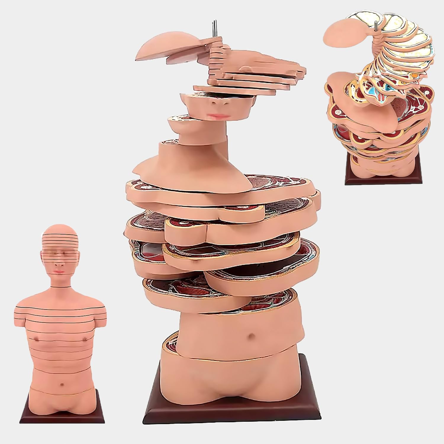 Amazon.com: P9IDEDFH Human Cross-sectional Anatomy Model