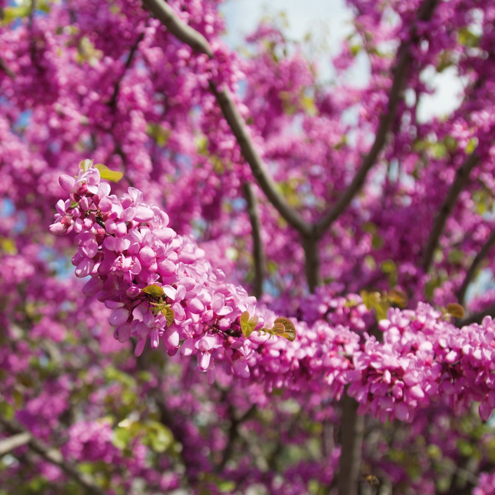 Thompson & Morgan Hardy Cercis Siliquastrum, Judas Tree, Love Tree, Ideal for Woodland Gardens (1 x 3.6 Litre Pot)