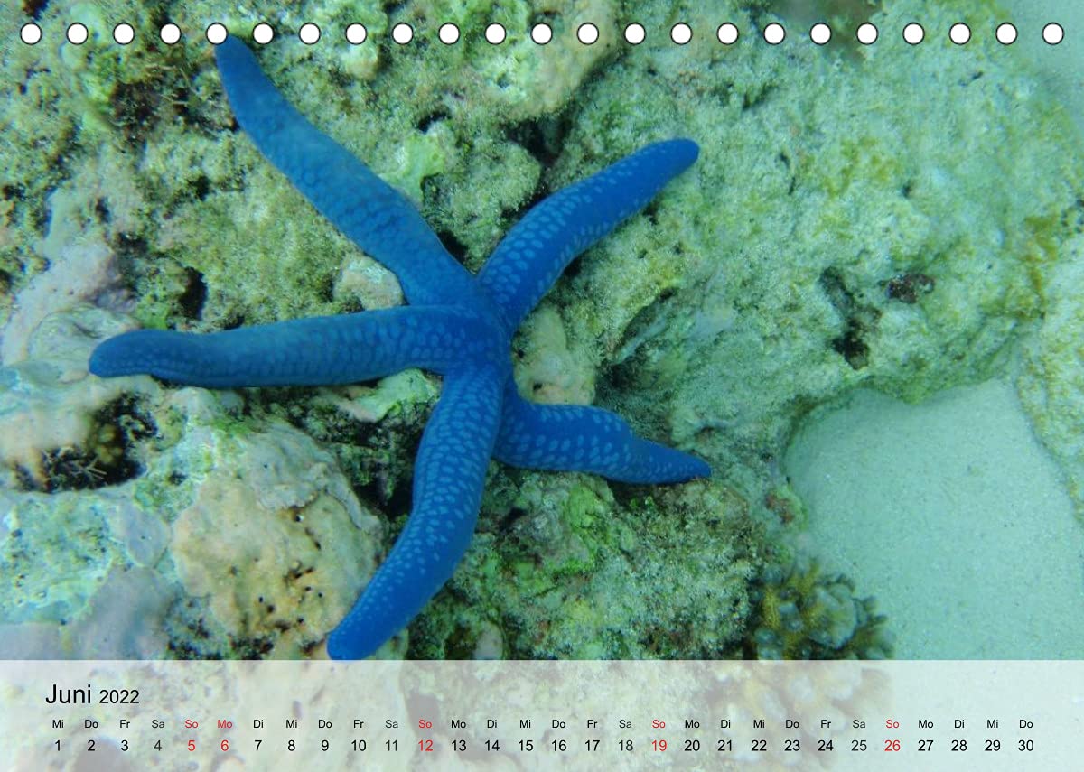 Die Welt der Riffe. Seesterne, Korallen, Anemonen (Tischkalender 2022 DIN A5 quer): Die erstaunlichen Gärten und Blütenformen der Meere (Monatskalender, 14 Seiten ) (CALVENDO Tiere)