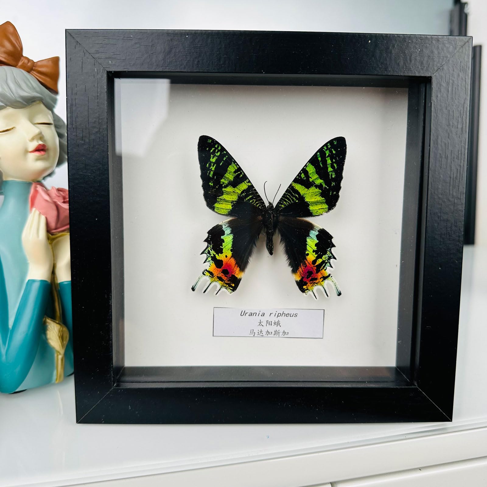 Guoyoocc 14 Taxidermy Mounted In Frame,Exquisite Butterflies Insect Specimen,Collection Of Butterfly,Unique Home Decor Wall Decoration Gift For Christmas Valentine Birthday,Real Butterfly Specimens17.6*17.6Cm