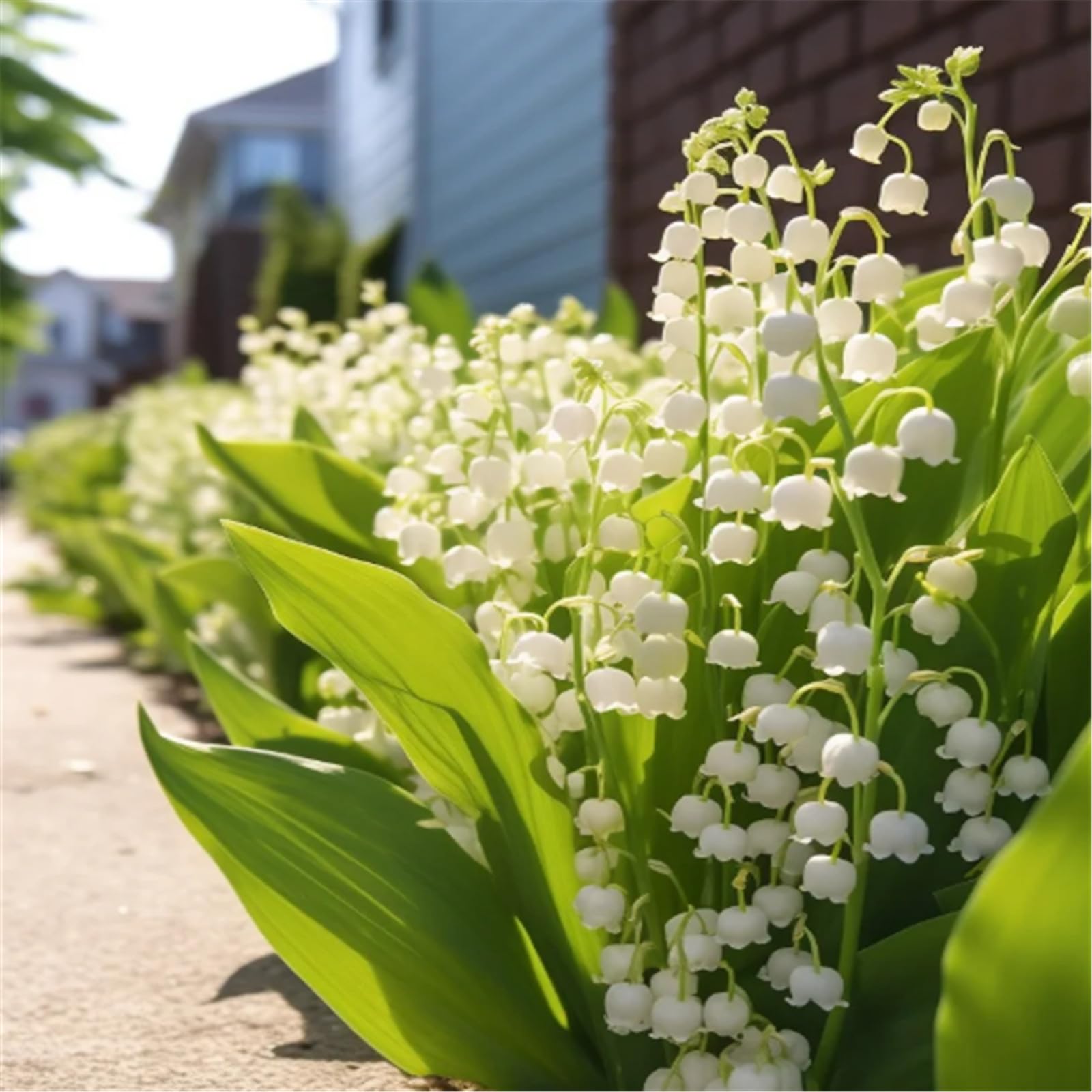 Hardy Perennial,Lily of The Valley Plants UK, Excellent Display-15bulbs-E