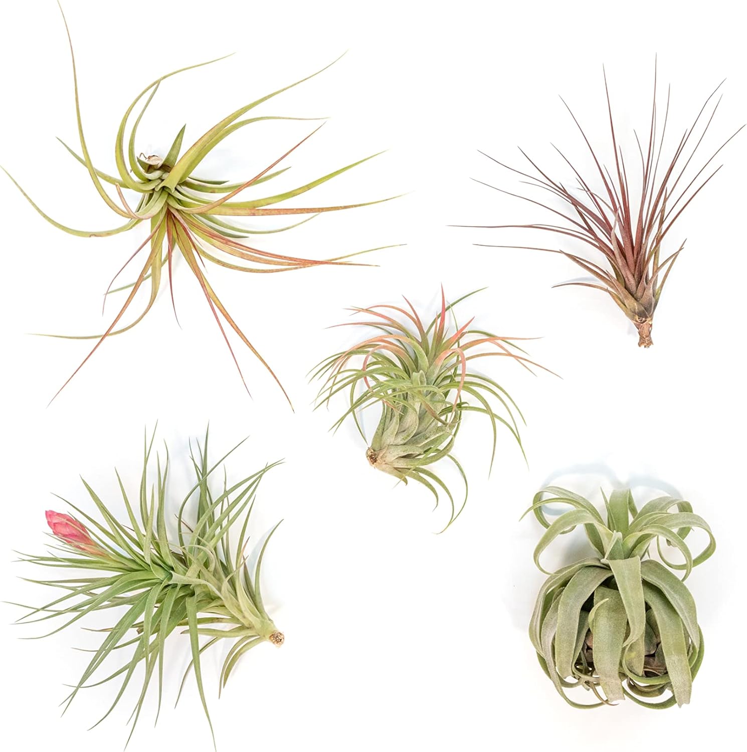 Air Plant Shop 5 Pack Collector Choice Variety Air Plants Pack- Wholesale and Bulk - Succulents - Live Tillandsia - Easy Care Indoor and Outdoor House Plants