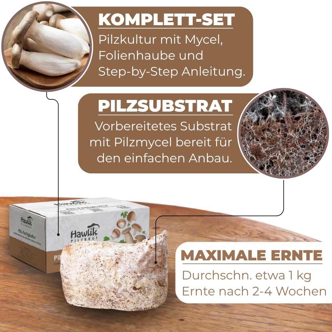 Hawlik Pilzbrut - Pilzzuchtset Bio Kräuterseitlinge - Pilze züchten Set mit Substrat, Myzel und Anleitung - Kinderleichte Pilzzucht ohne Vorwissen - Kräuterseitlinge züchten in Haus & Garten