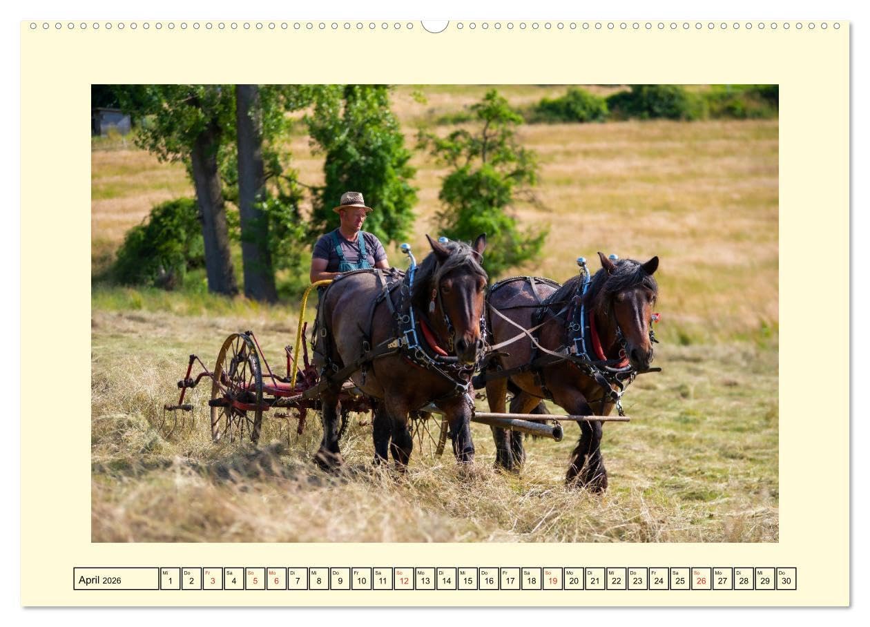 Arbeitspferde - Alltag des belgischen Kaltbluts (hochwertiger Premium Wandkalender 2026 DIN A2 quer), Kunstdruck in Hochglanz: Dieser Kalender zeigt ... belgischen Kaltblütern (CALVENDO Mobilitaet)