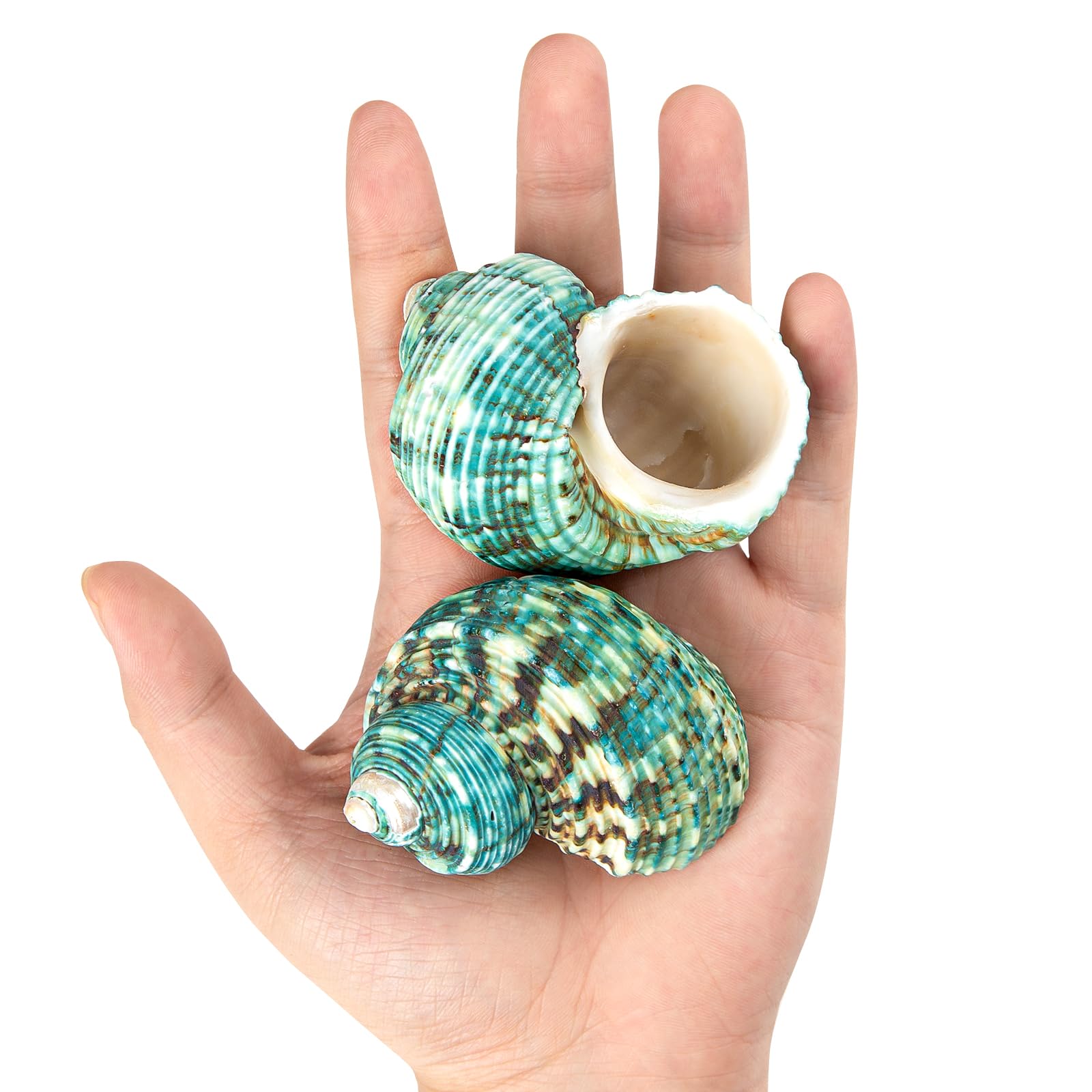 2PCS Boutique Hermit Crab Shells Medium to Large, 2.7"-3.1" Natural Sea Shells Opening Size 1" - 1.5", for Hermit Crab Turbo Growth Shells Supplies