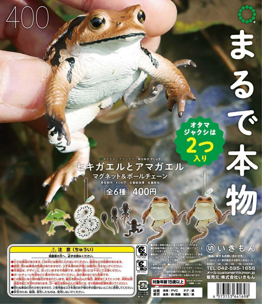 Amazon.co.jp: ネイチャーテクニカラー ヒキガエルとアマガエル アズマ