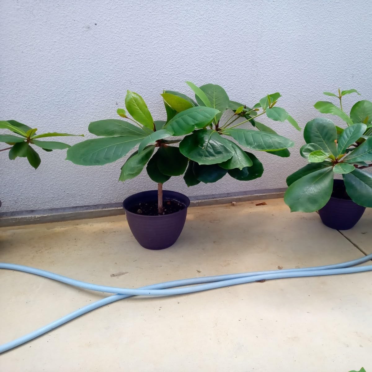 Amazon.co.jp: モモタマナ90日育成1株 室内様に改良した苗 土