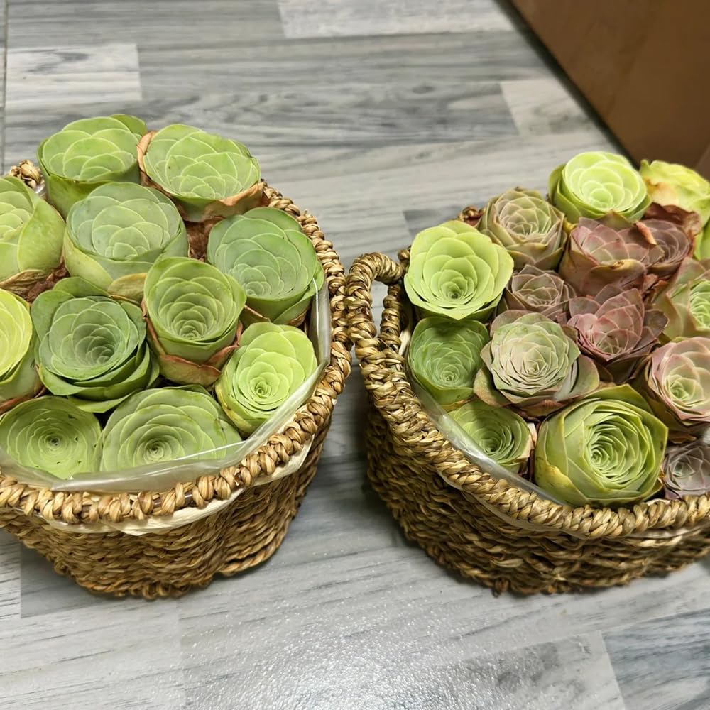Semillas de suculentas, variedades antiguas, raras, semillas para invernadero y balcón 160pcs