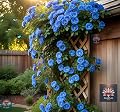 NooElec Seeds India Climbing Rose Flower Seeds, 60 Seeds Pack - Hybrid, Year-Round Blooms, Minimal Care (BLUE)