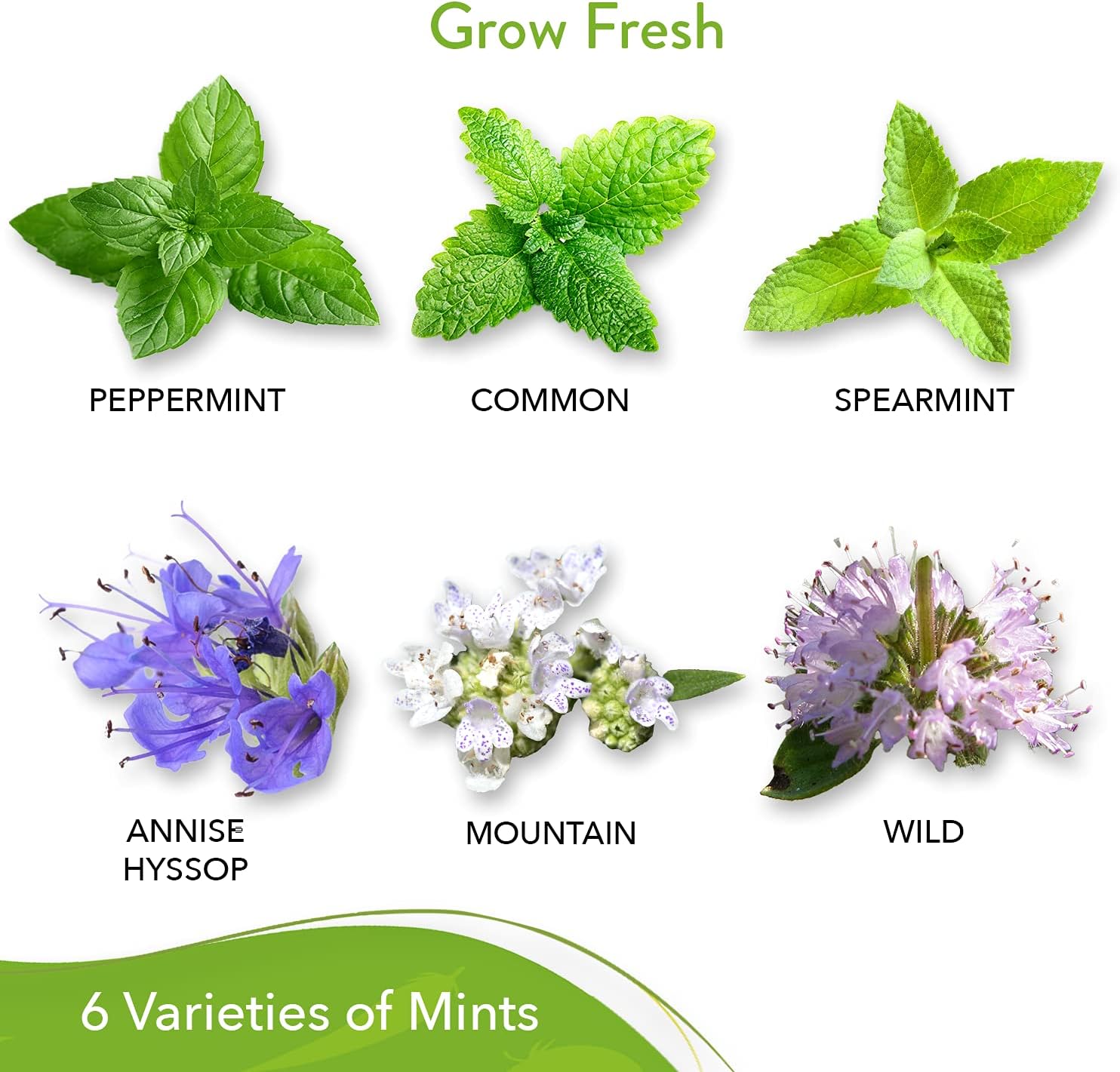 6 Mint Seeds Garden Pack - Mountain Mint, Spearmint, Peppermint, Wild Mint, Anise Hyssop, and Common Mint | Quality Herb Seed Variety for Planting Indoor or Outdoor | Make Your Own Herbal (6 Mint) : Patio, Lawn & Garden