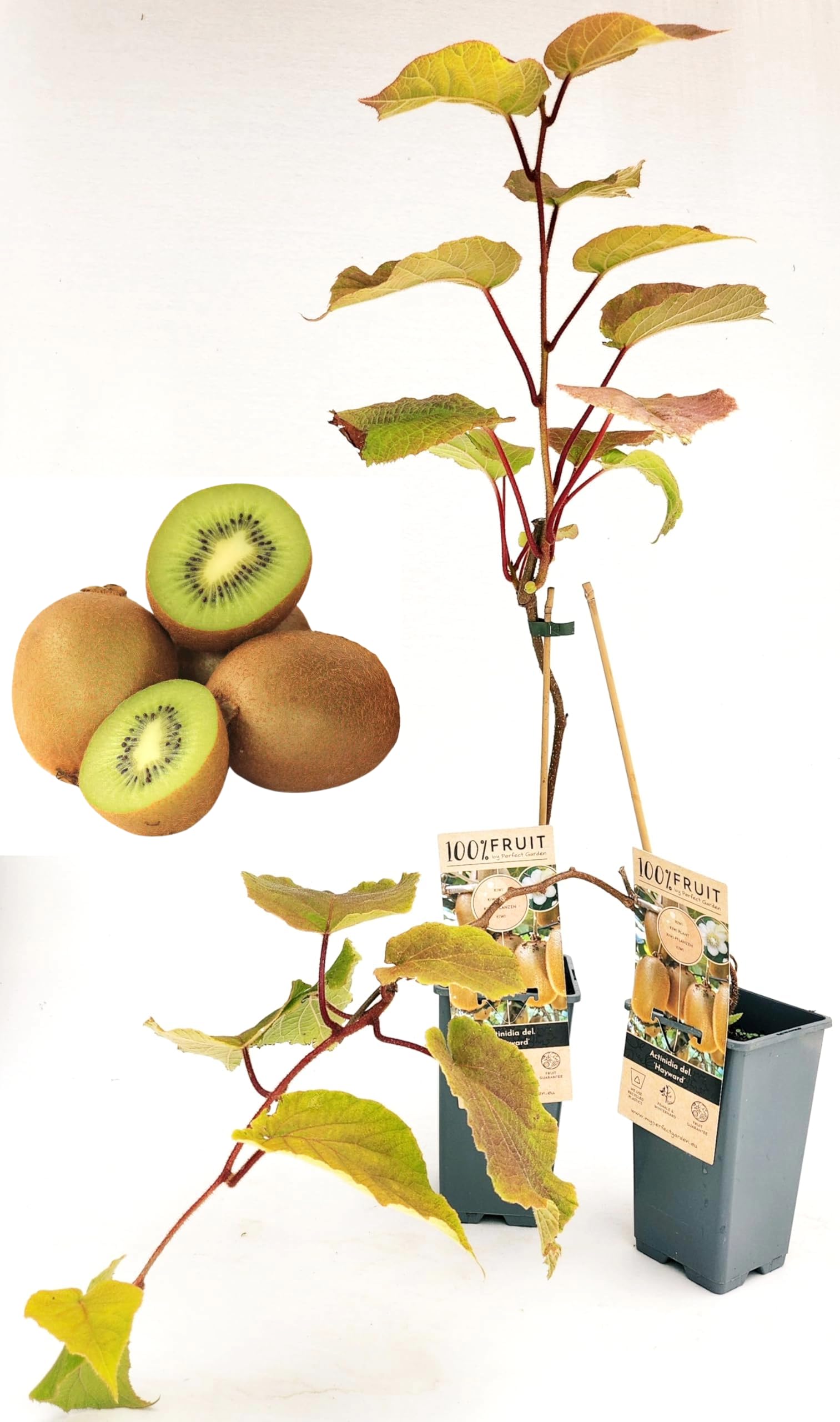 POWERS TO FLOWERS - KIWI HAYWARD, 2 PIANTE, VARIETA' AUTOFERTILE, piante vere
