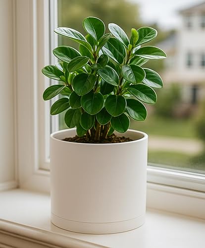 Miniatura 56 de D'vine Dev Macetas de plástico de 10 pulgadas para macetas de plantas con agujero de drenaje y platillos sin costuras, color negro, 74-X-B-2 Mate