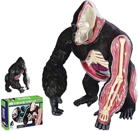 Amazon Co Jp 動物解剖学的モデル 半透明4dチンパンジービジョンモデル 動物臓器 ホビー Amazon Co Jp 動物解剖学的モデル 半透明4dチンパンジービジョンモデル 動物臓器 ホビー