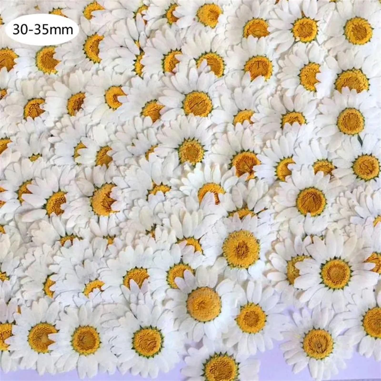 Bouquet Fleurs SéChéEs Lot de 100 Fleurs pressées séchées Naturelles à Faire soi-même, Marguerite Blanche, for Bijoux en résine, Autocollants for Ongles, Maquillage, Artisanat