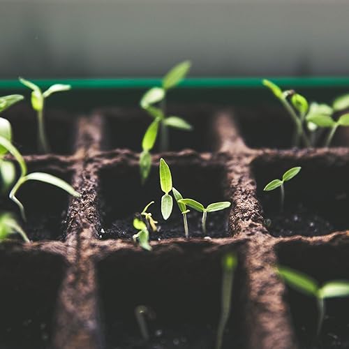 Miniatura 6 de YBB Paquete de 12 discos para macetas de fibra de coco comprimido, disco orgánico de fibra de coco de 2 pulgadas, se expande para adaptarse a
