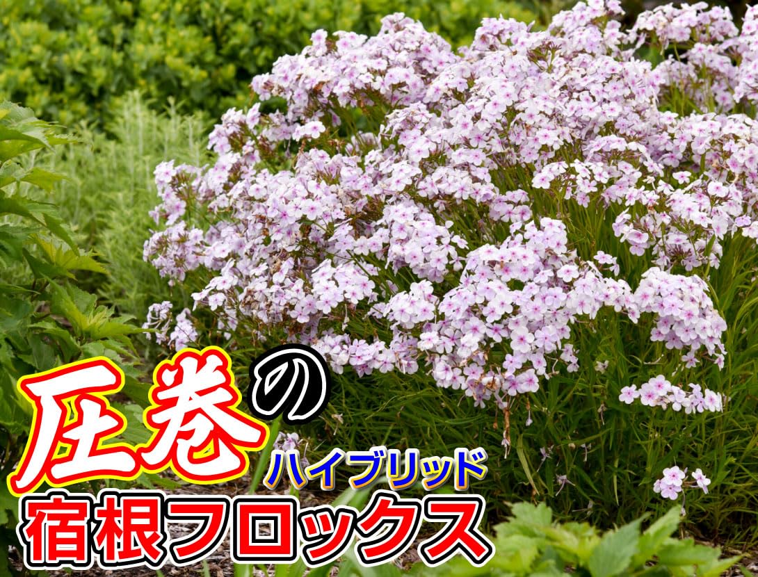 Amazon.co.jp: フロックス 苗 オープニングアクト ピンクアドット 1株