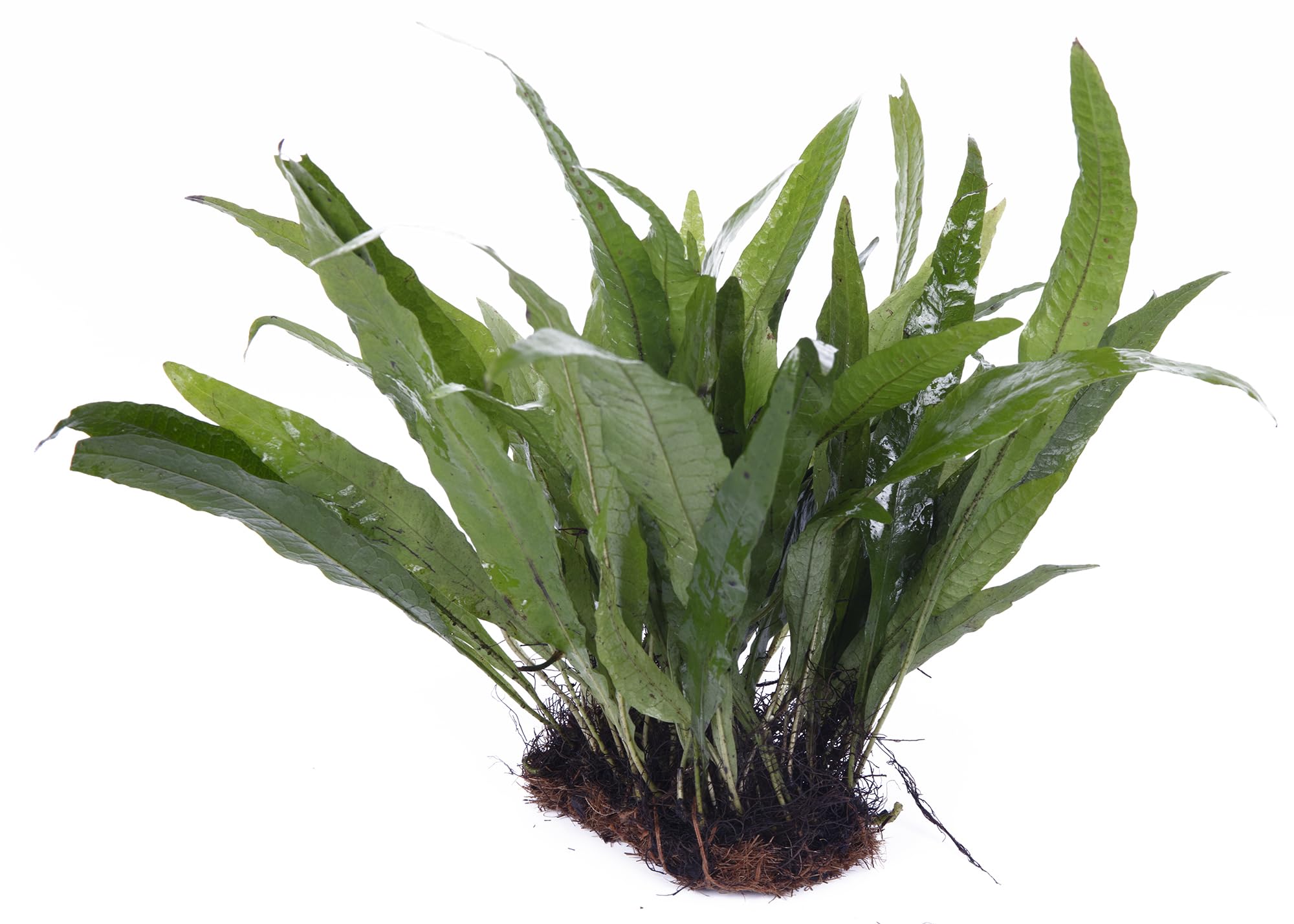 Lincolnshire Pond Plants Ltd - Microsorium pteropus in pad Live Aquarium Plant for Freshwater Tropical Tanks Aquascaping