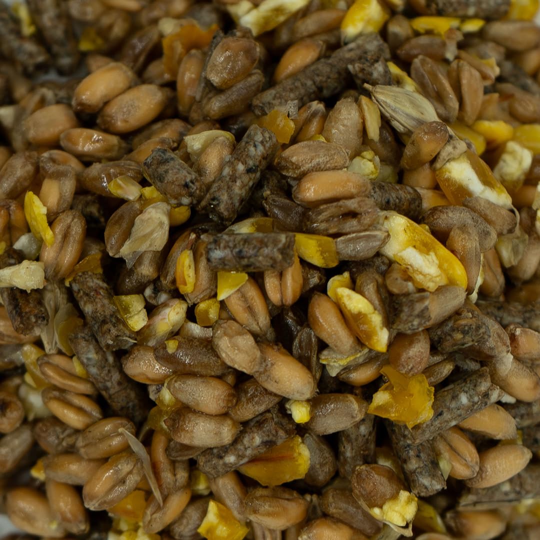 Mixed Poultry Corn with Layers Pellets & GM Free Maize | 20 kg Chicken Feed from Weterton Feeds, Red Tractor Assured