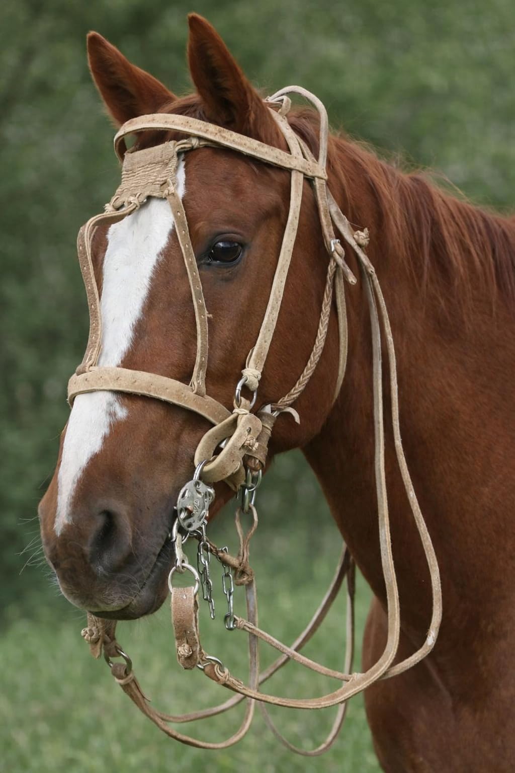 Sor pampa grill Caballo Argentina Brida Caballo Rienda Caballo Caballo Caballo Cabestro Caballo Tocado Western