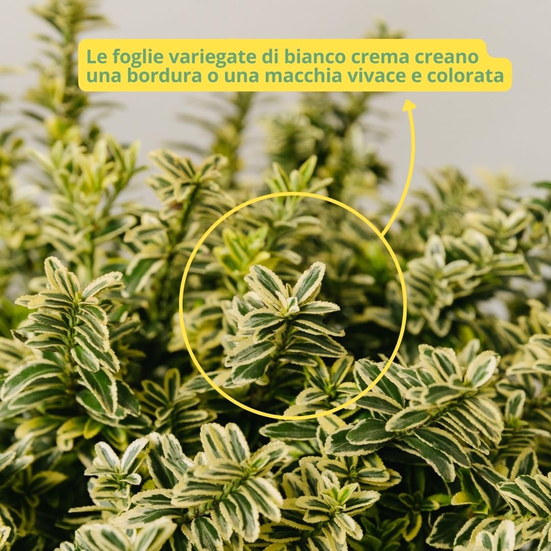 EUONYMUS JAPONICUS MICROPHYLLUS Arbusto sempreverde da esterno, vaso da 19 cm. Piante vere per giardino e terrazzo con foglie bianche bordate. 6 mesi di concimazione inclusi (Albo).