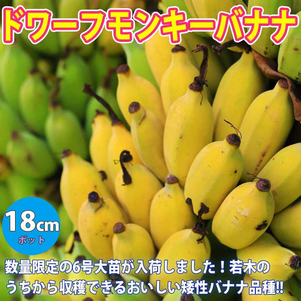 Amazon.co.jp: ITANSE ドワーフ・モンキーバナナ 18cm 1個売り 