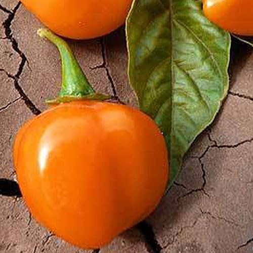 Orange Scotch Bonnet - Semillas de pimienta – 250 mg ~ 30-45 semillas – Semillas de herencia, polinizadas abiertas, sin OMG, semillas de jardinería