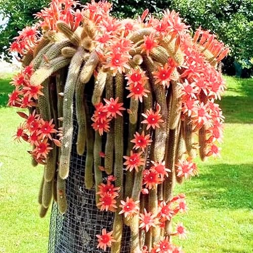 Miniatura 2 de Planta viva de cactus de cola de mono, cactus arrastrado, suculenta colgante para plantar, en maceta de 2 pulgadas