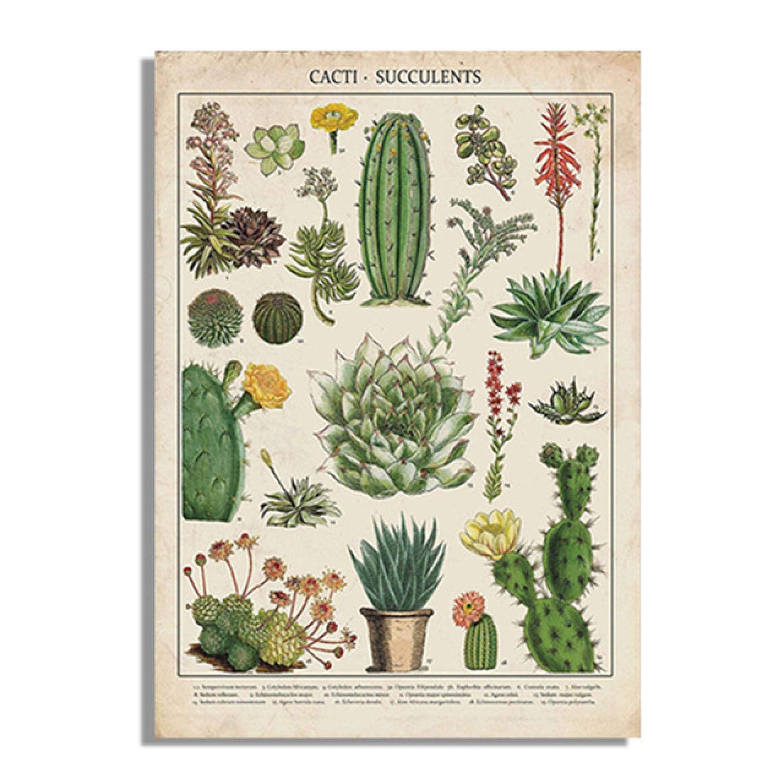 ボタナイズ バナケン　点描画　絵　ポスター　塊根植物　サボテン　数量限定 Amazon｜サボテン多肉植物現代植物花キャンバス絵画スカンジナビア