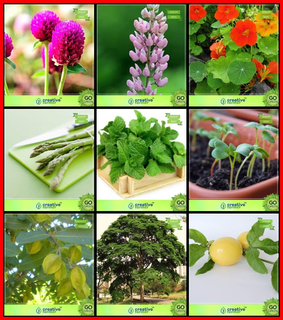 Creative Farmer Combo Plant Seeds Amazon.in Garden & Outdoors