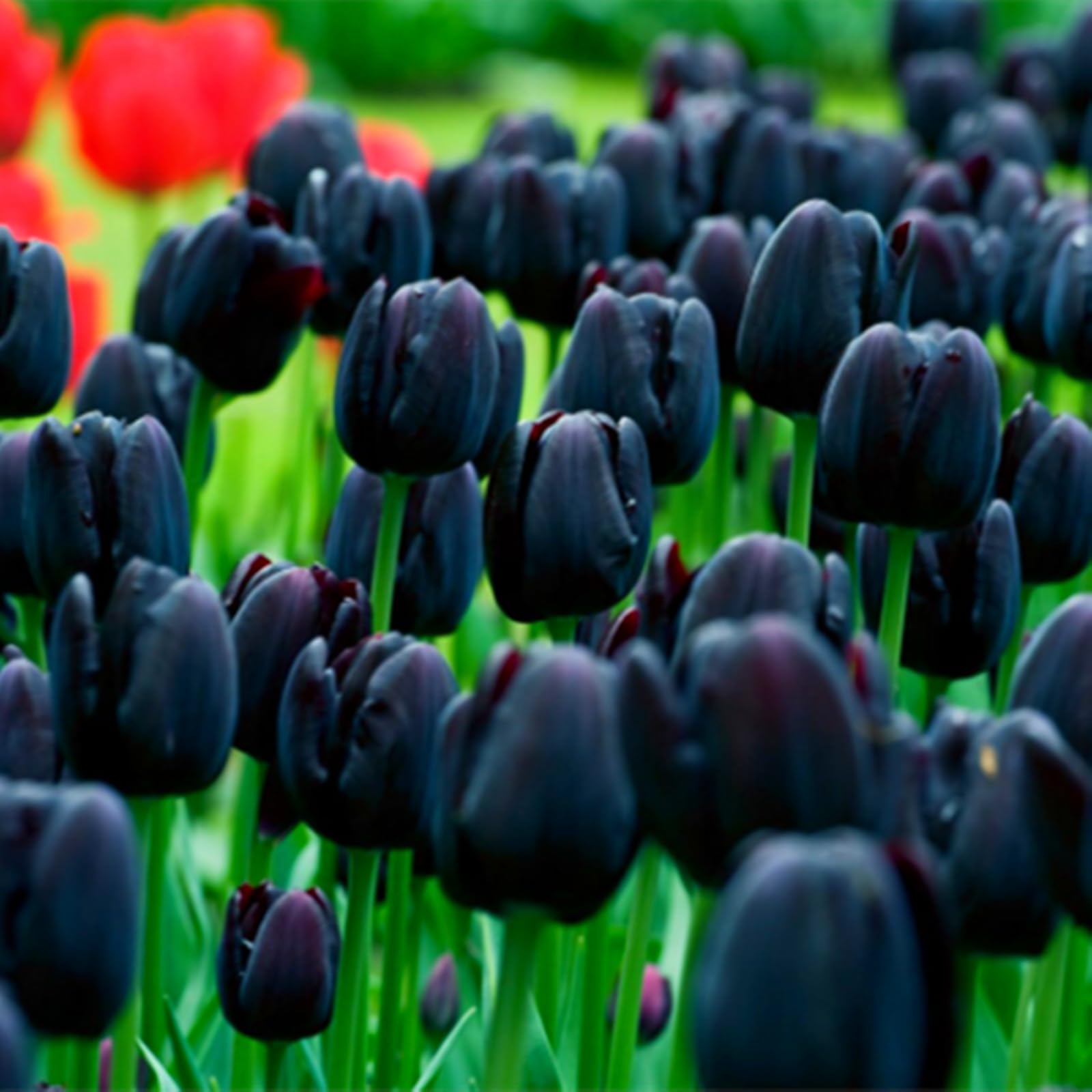 Tulip Bulbs for Planting,Stephania Bulbs Mix,Flowering Rhizome,Excellent Display Indoor Perennial Balcony Garden Bulbs,Tulip Tubers Uk-10bulbs-E